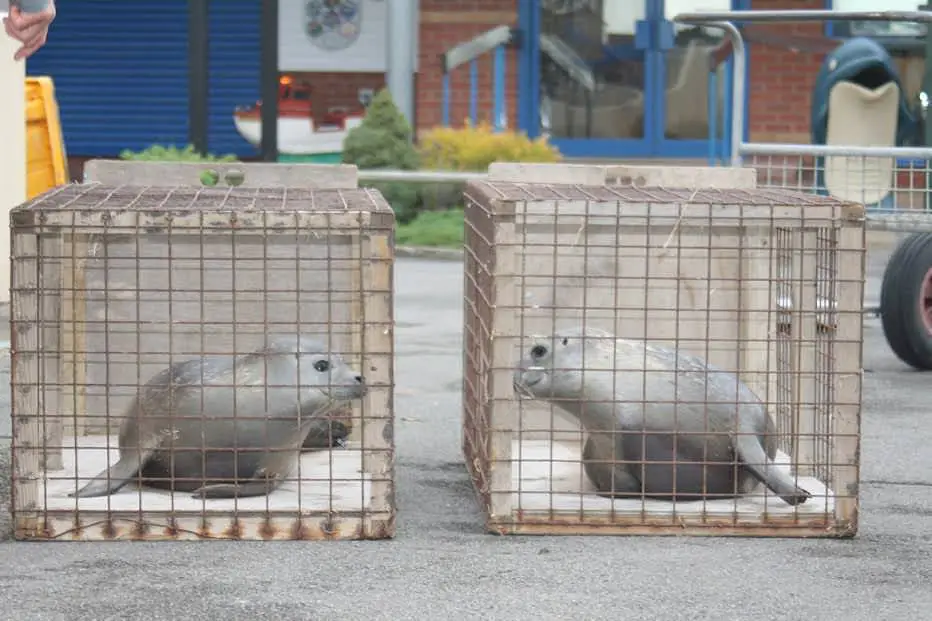 baby seal