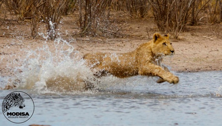lion leaps on man