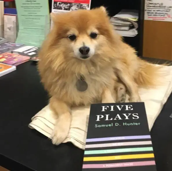 fake dog at bookstore