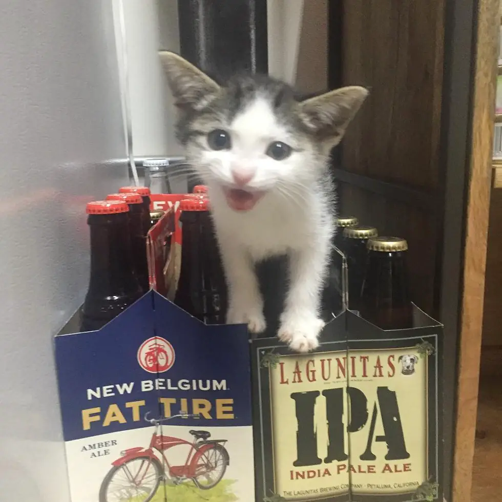 kitten in pallet yard