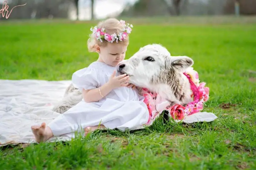 baby and cow