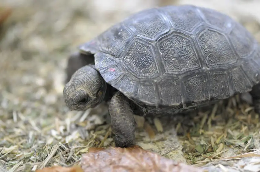 oldest turtle