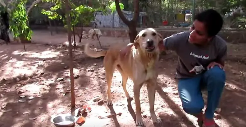 dog tumor healed