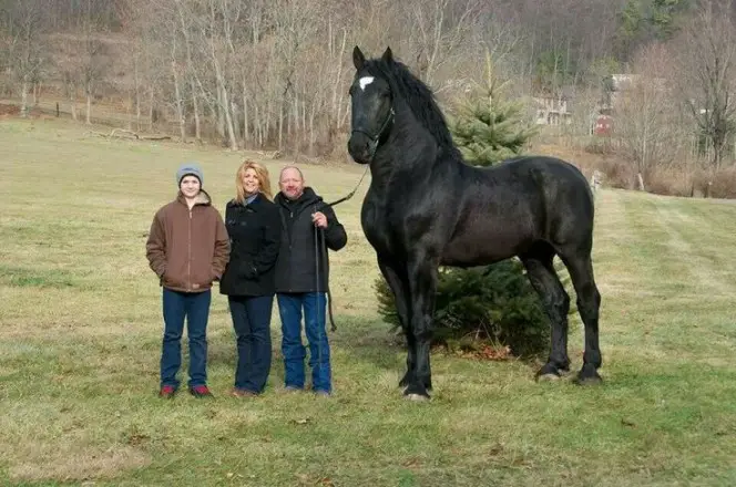 largest horses