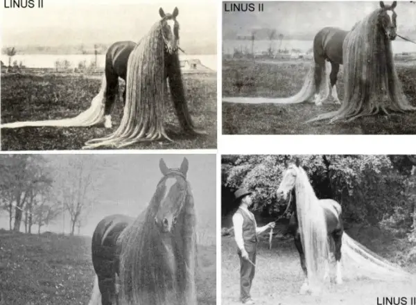 rare horses