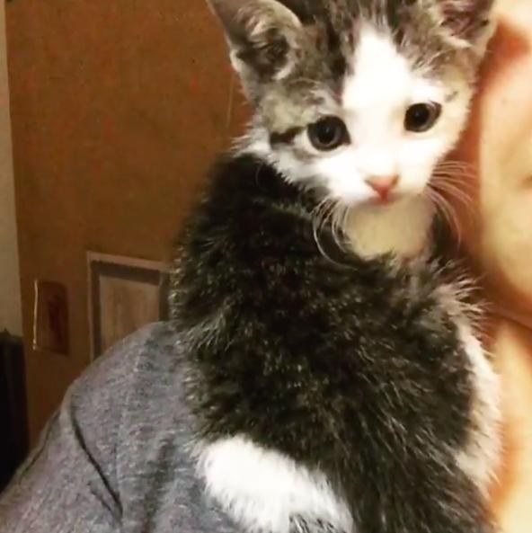 kitten in pallet yard