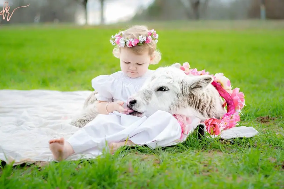 baby and cow