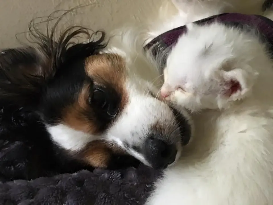 kittens wrap up