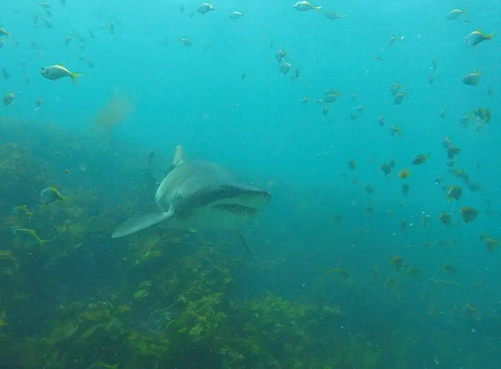 shark swims for cuddles