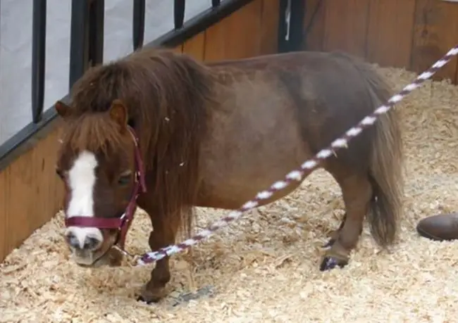 tiny horse