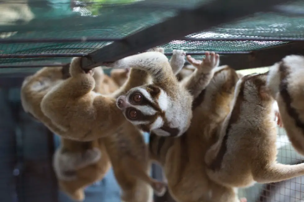 slow loris