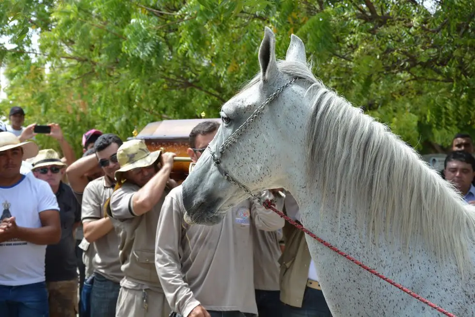 horse cries at funeral