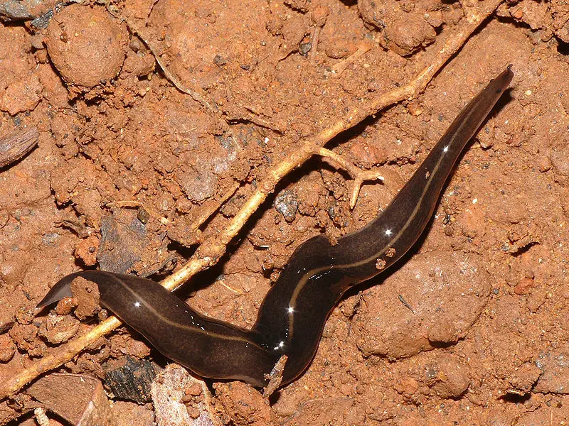 New Guinea flatworm