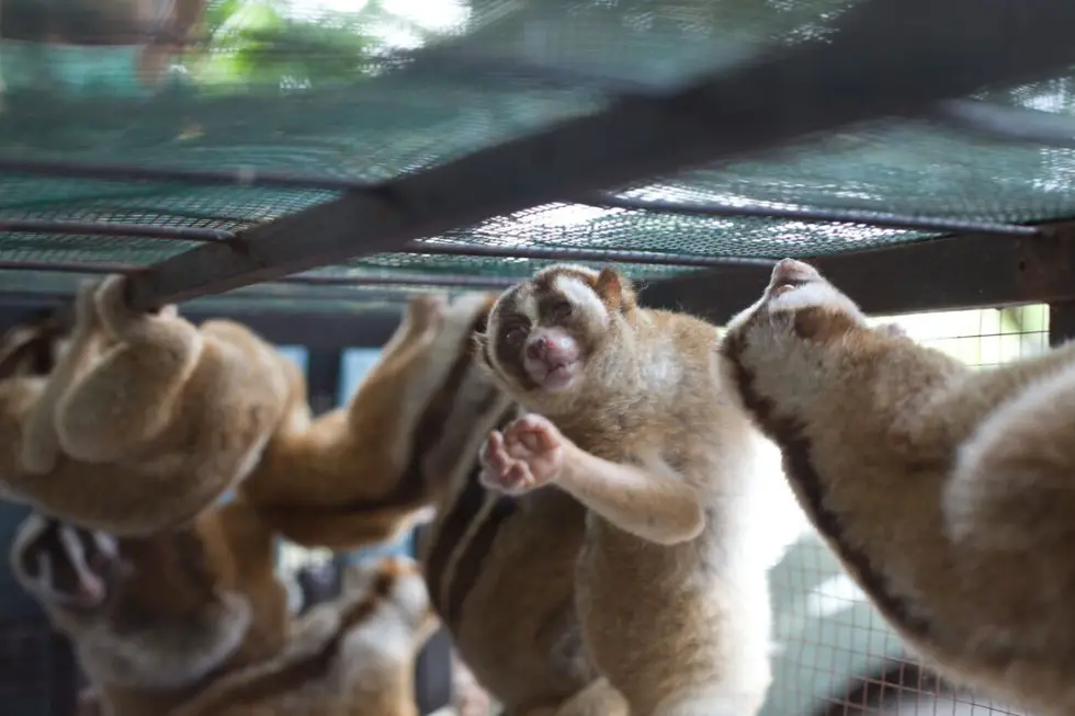 slow loris