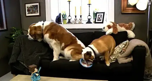 dog's home away from home