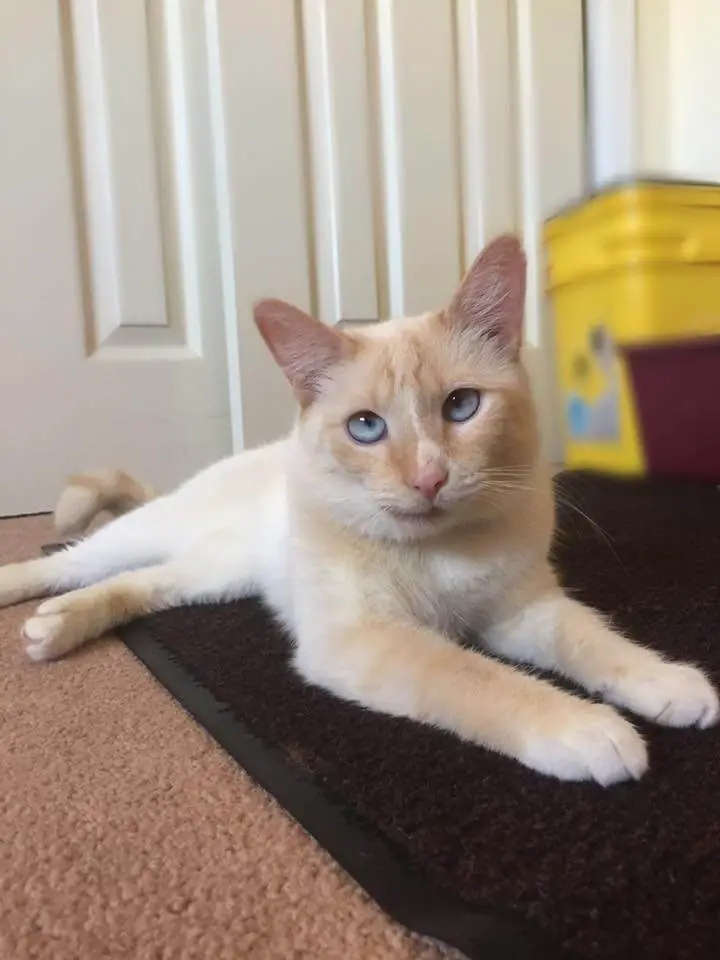 crooked jaw cat