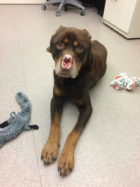 disfigured rottweiler