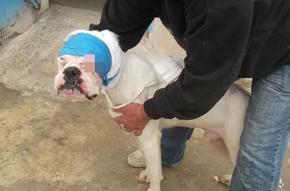animal cruelty