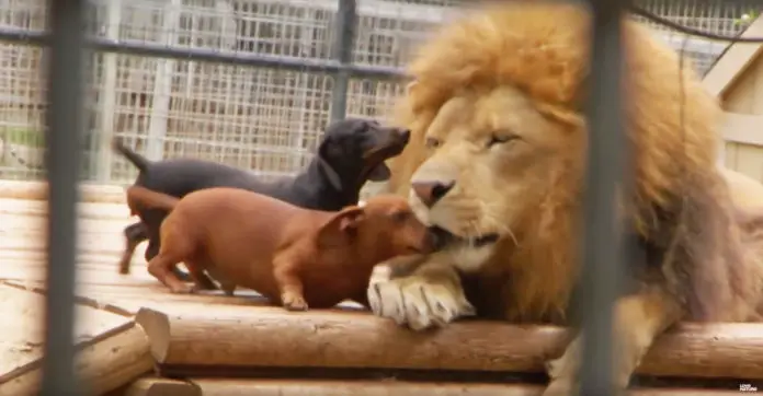 Lion Friends With Wiener Dog Lion Friends With Wiener Dog