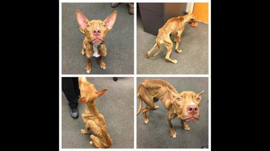 emaciated dog