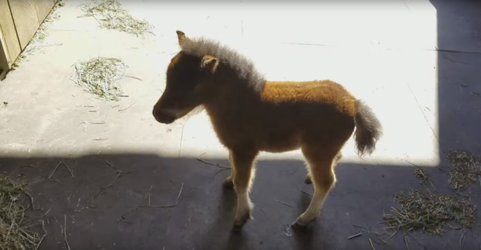 baby-horse-chasing-cameraman
