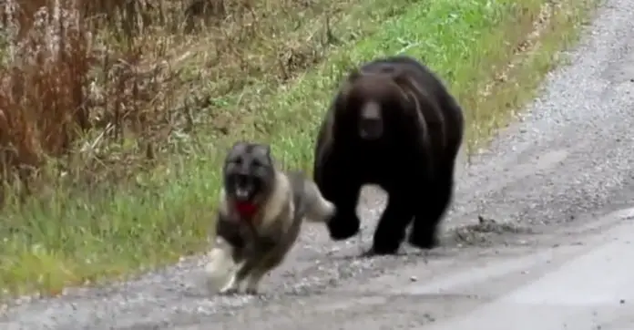 bear-dog-playing