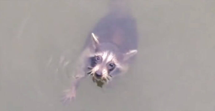 boaters-river-animal