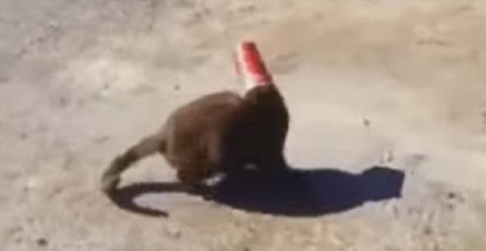 cat-dog-cup