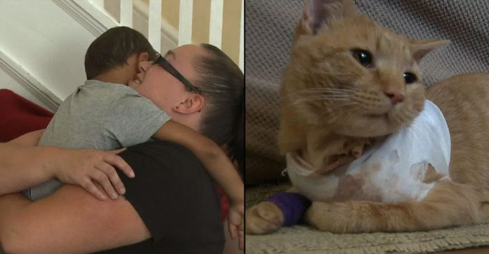 cat-takes-bullet-for-kid
