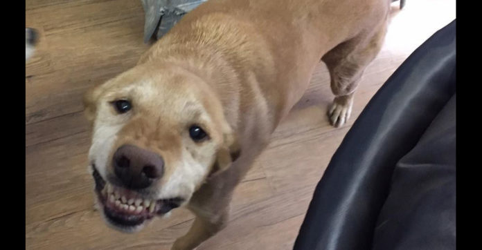 dog-smiley