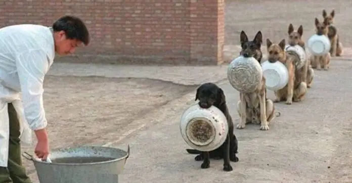 dogs-queue-meal