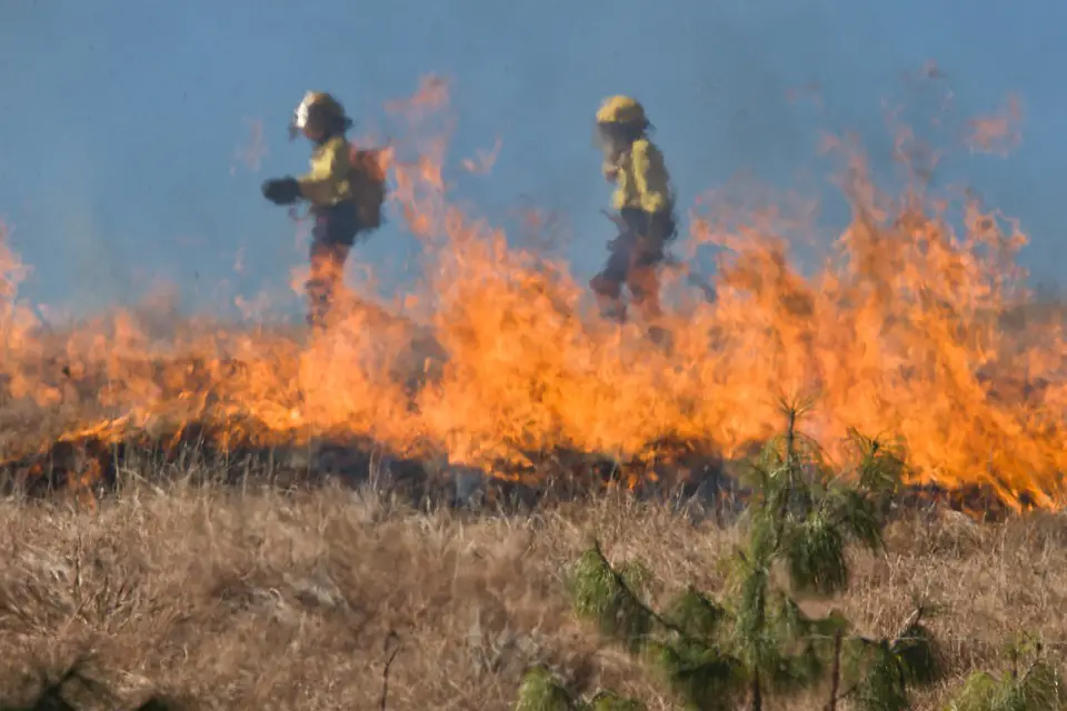 palm oil destruction