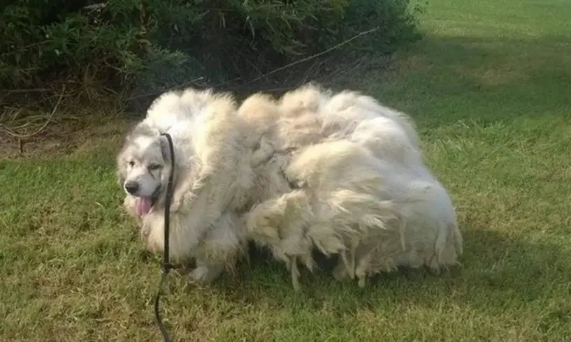 sheep dog