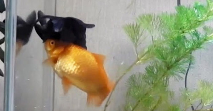 goldfish-helps-friend