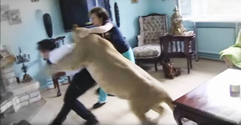 Family’s Massive Pet Lion Attacks Their Guest At Home Without A Warning