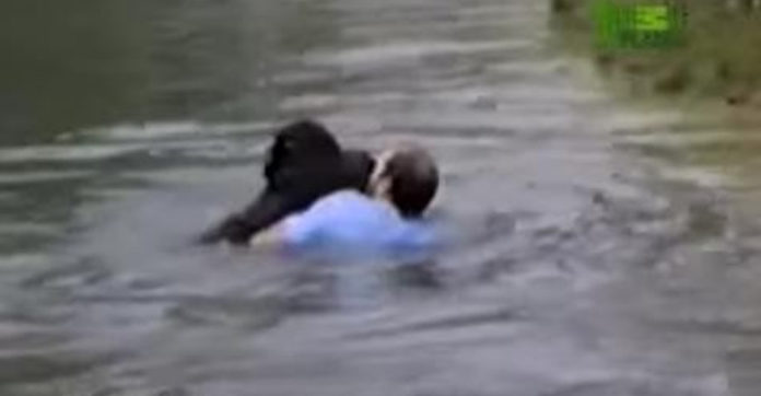 man-saves-drowning-chimp