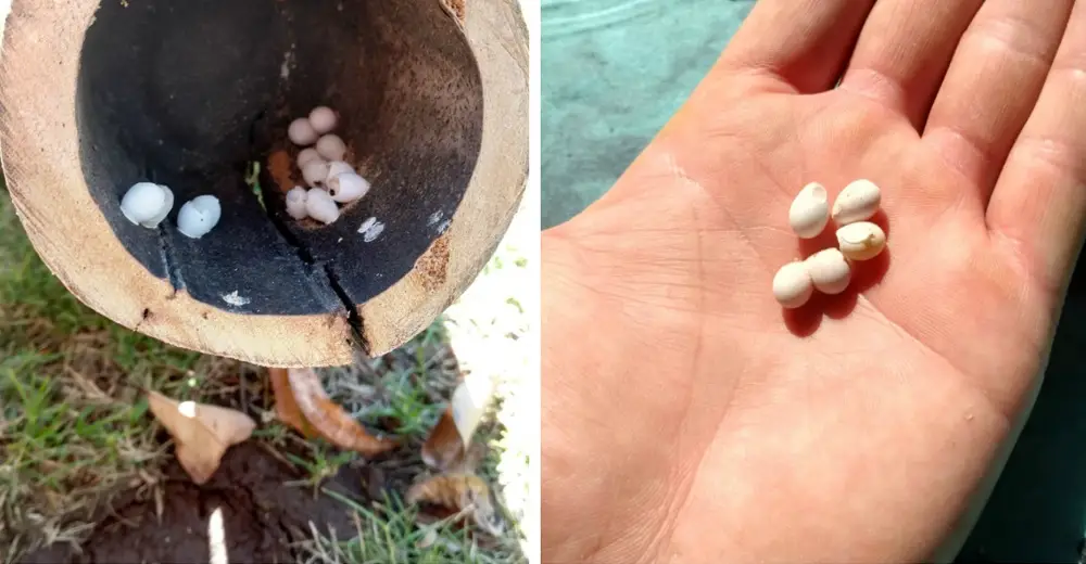 Gardener Discovers A Clutch Of Tiny White Eggs. Then One Starts