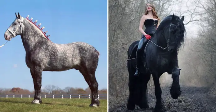 percheron-horses