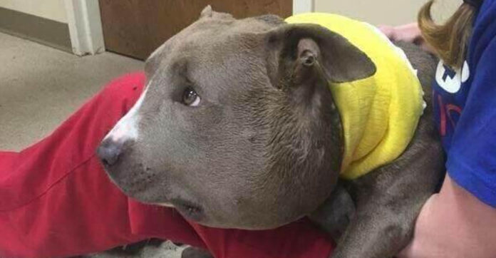 pit-bull-with-chain-around-neck