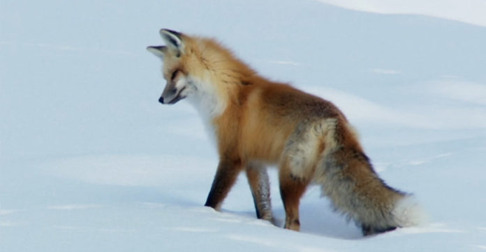 red-fox-hunts-snow