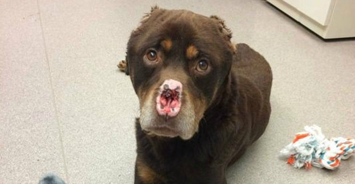 rottweiler-ears-nose-chopped-off