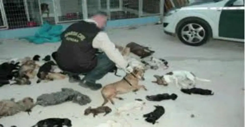 Ruthless Pet Shelter Owner Killed More Than 2,000 Dogs And Cats, For