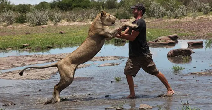sirga-the-lioness