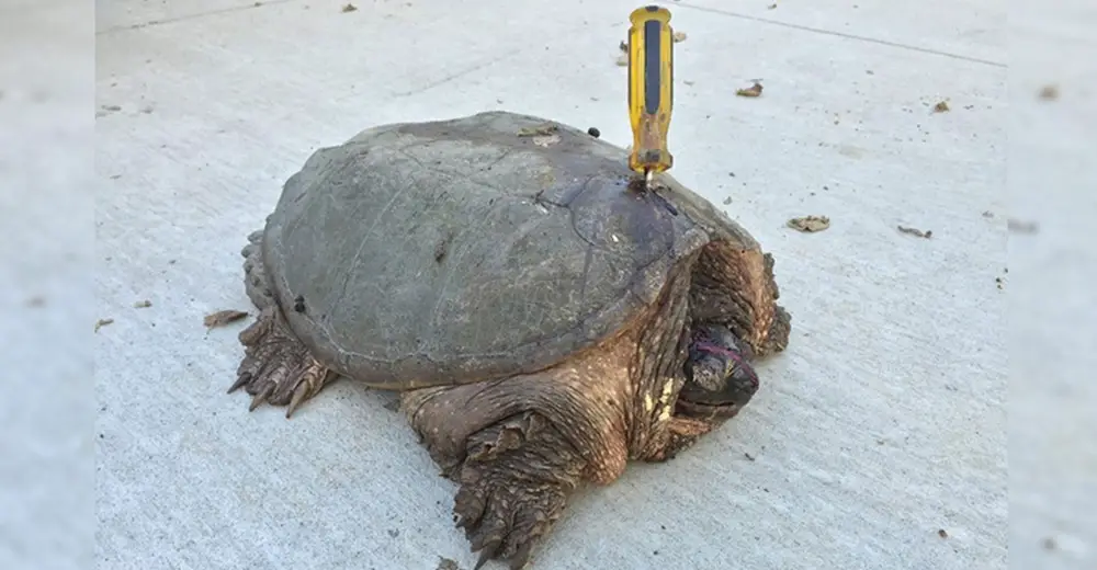 Someone Tried Killing This Old Turtle By Stabbing Her With A