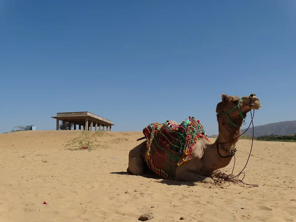 camel bites off head