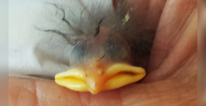 woman-bird-life