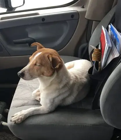 dog and bunny best friends