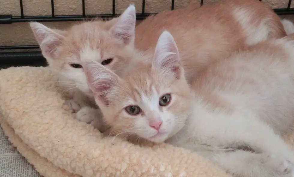 cat brothers