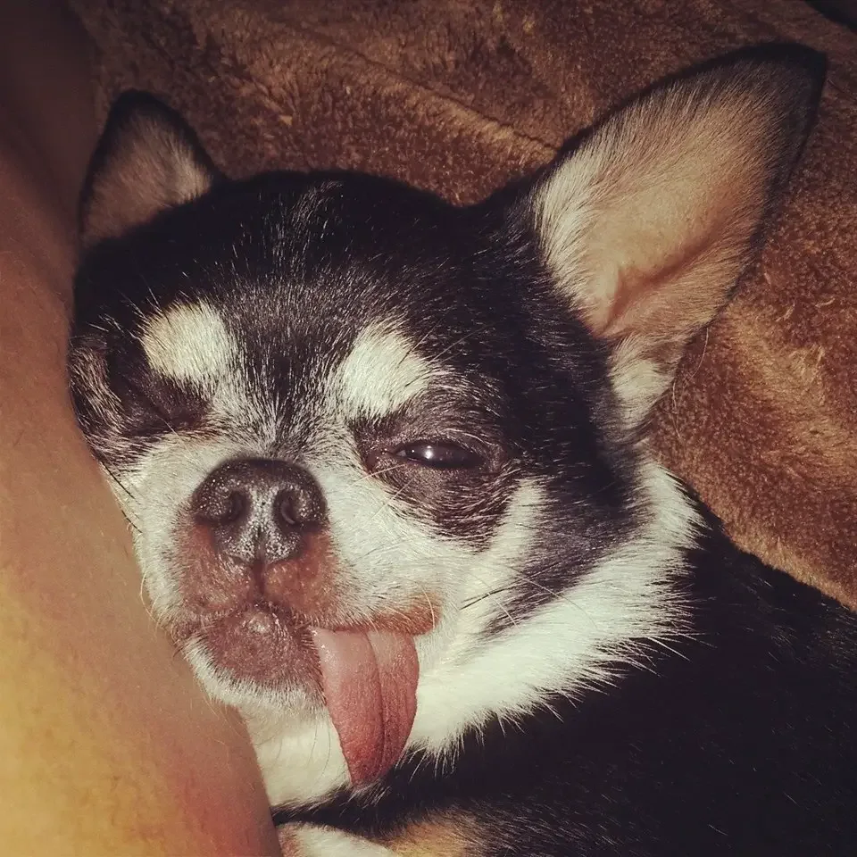 sick dog