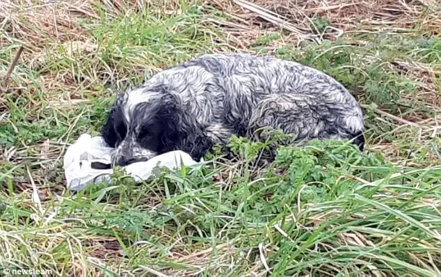 abandoned dog and dead puppies